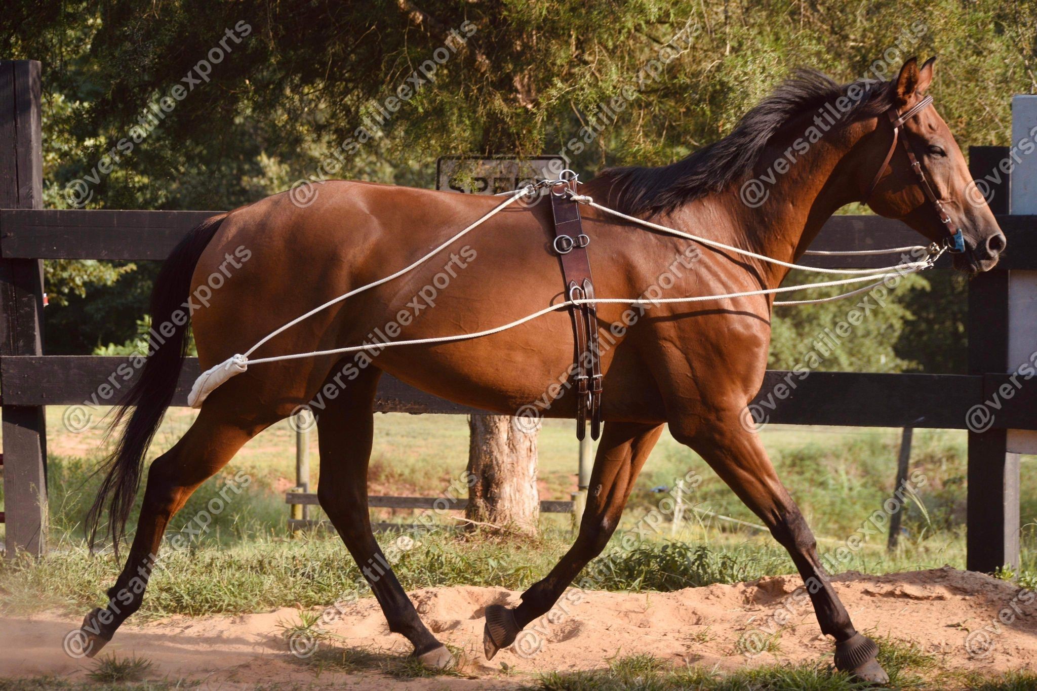 Training Surcingle